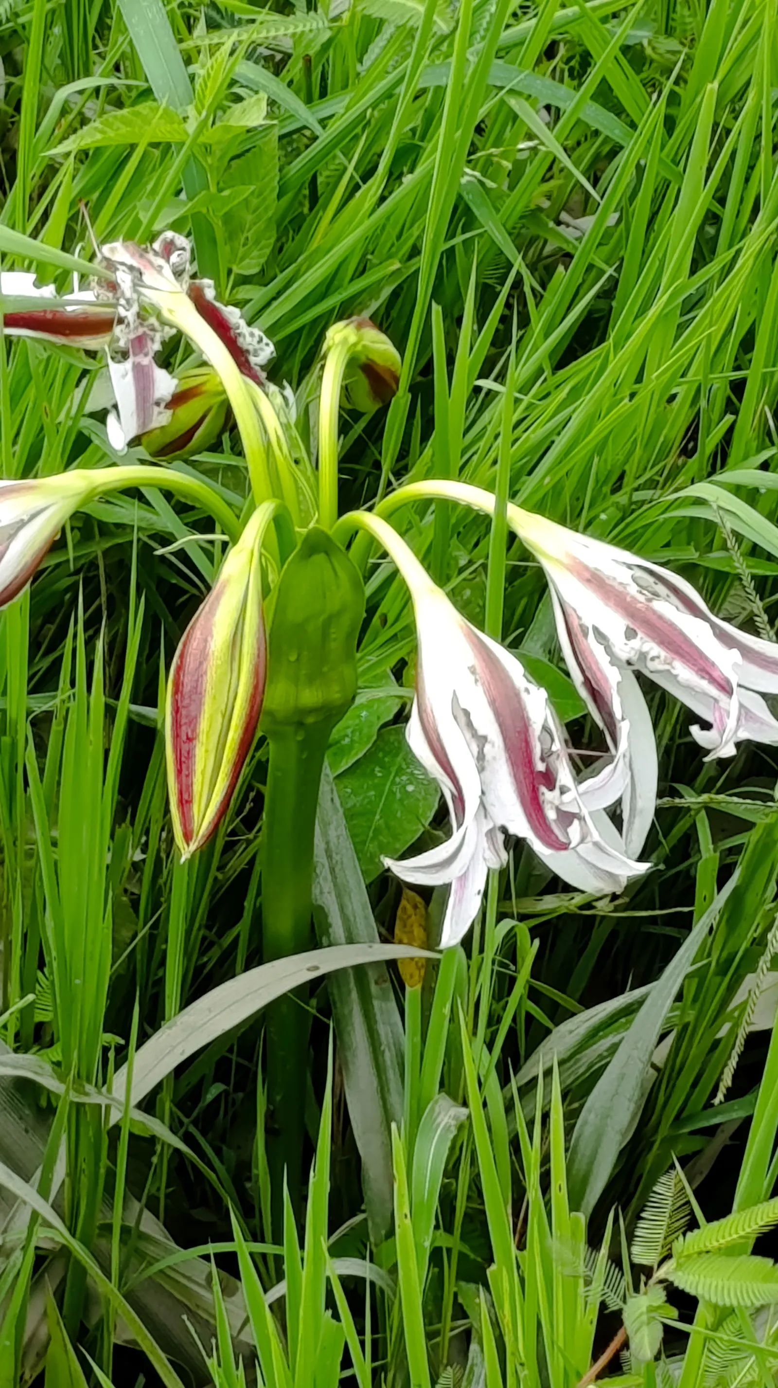 Queen Emma Lily (Crinum Splendens) — the Queen Emma Lily is an impressive specimen in any landscape; present a mesmerizing palette of pink to, image 73