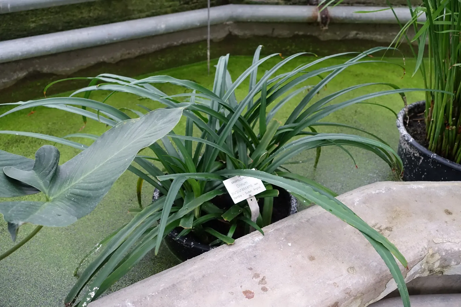 Queen Emma Lily (Crinum Splendens) — offering striking foliage