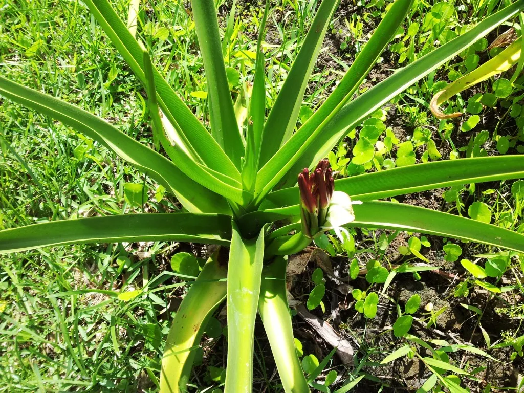 Queen Emma Lily (Crinum Splendens) — Queen Emma Lily prefers full sun to partial shade and thrives in well-draining soil; it's hardy in USDA zones 9-11 and can