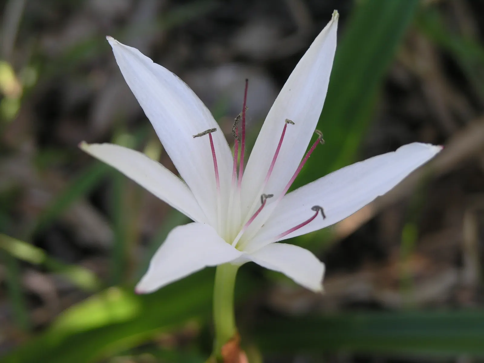 Queen Emma Lily (Crinum Splendens) — offering striking foliage; the Queen Emma Lily is an impressive specimen in any landscape
