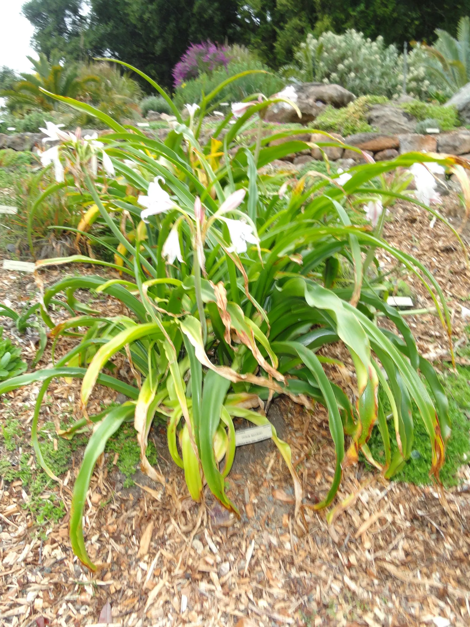 Queen Emma Lily (Crinum Splendens) — creating a delightful contrast against the dark foliage; pink flowers in the garden