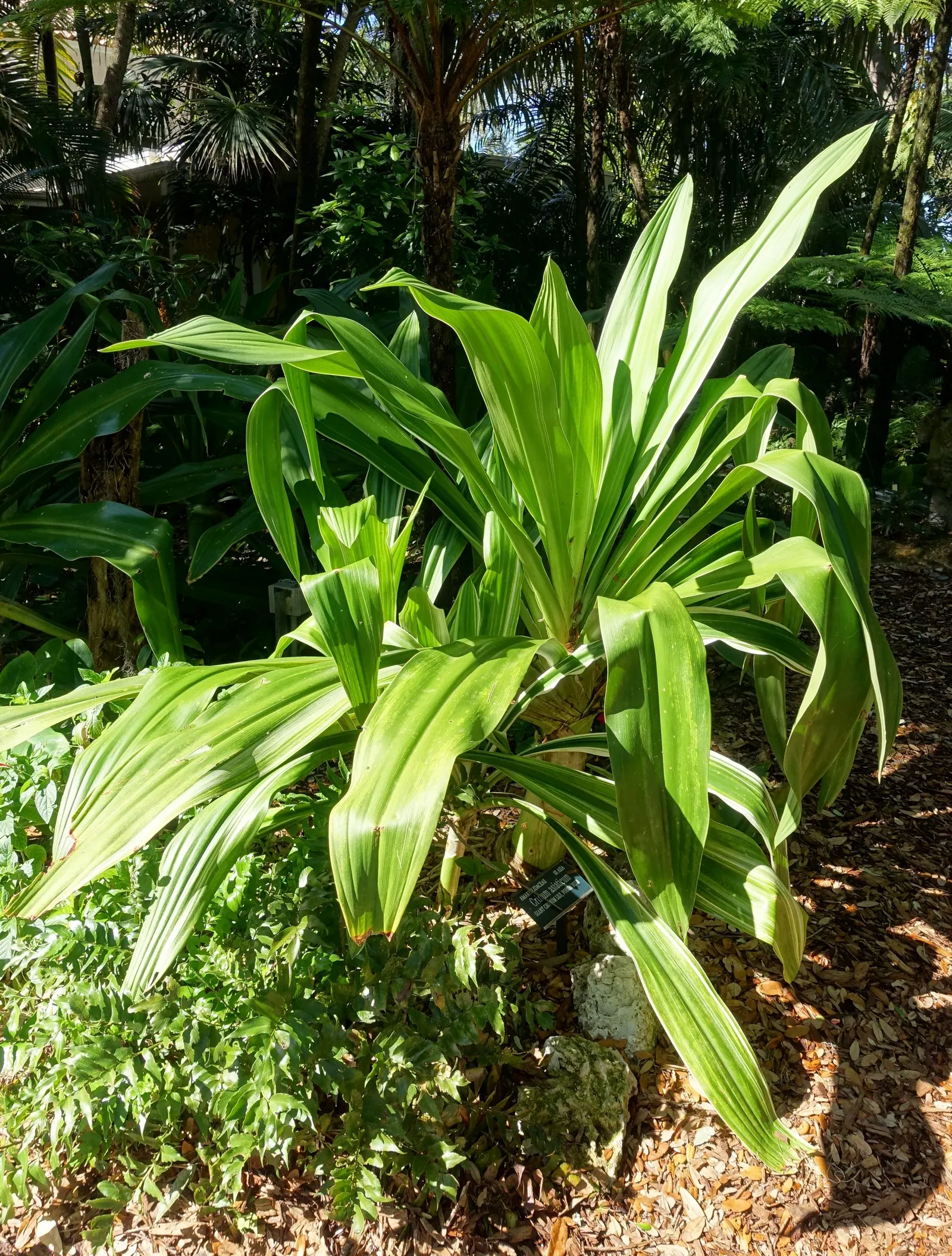 Queen Emma Lily (Crinum Splendens) — the Queen Emma Lily is an impressive specimen in any landscape; present a mesmerizing palette of pink to wine-red hues