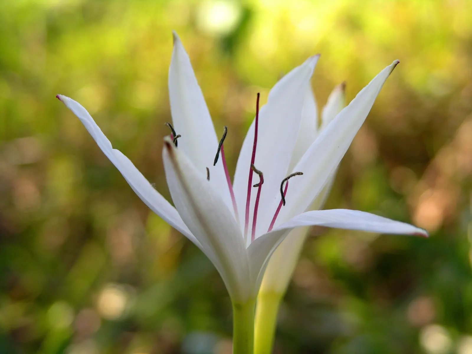 Queen Emma Lily (Crinum Splendens) — providing a lush backdrop for the spectacular blooms.<br><br>From mid-summer to early fall