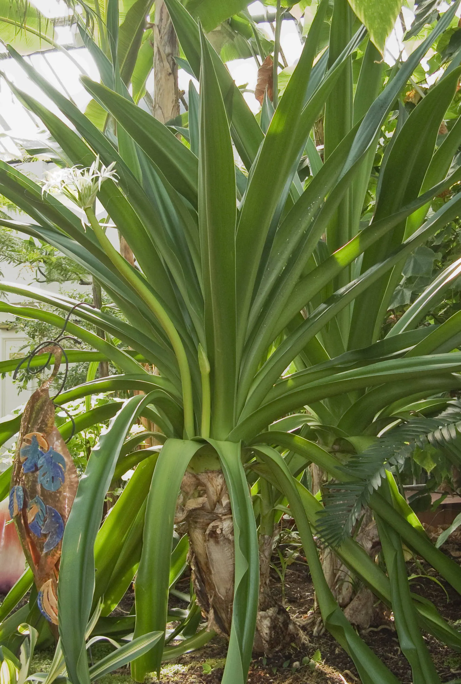 Queen Emma Lily (Crinum Splendens) — glossy green leaves of the Queen Emma Lily are a striking attribute; creating a delightful contrast against the dark