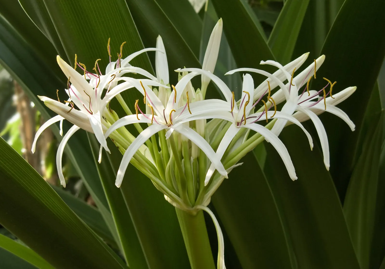 Queen Emma Lily (Crinum Splendens) — creating a delightful contrast against the dark foliage