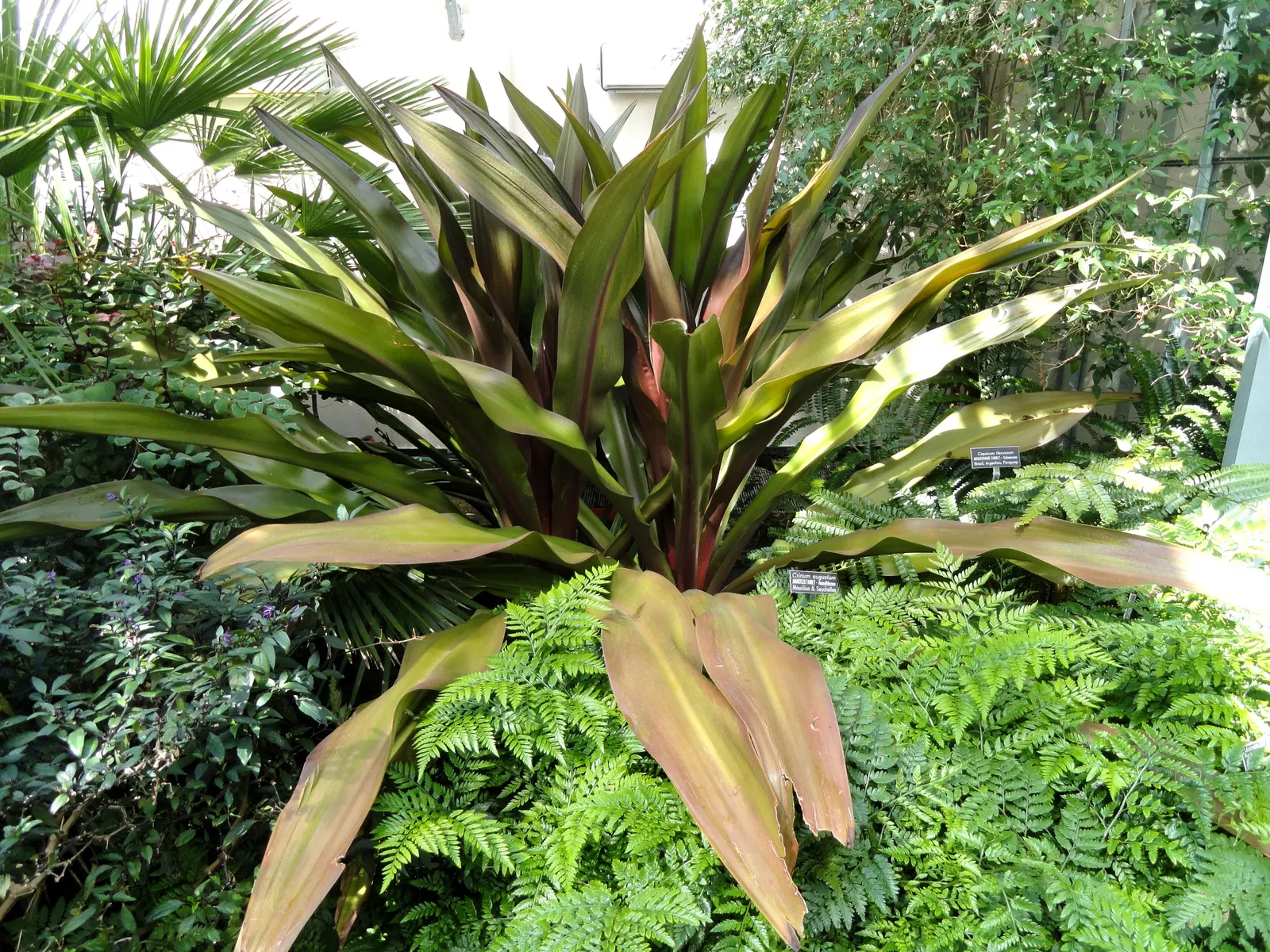 Queen Emma Lily (Crinum Splendens) — and a scent that adds an extra layer of sensory enjoyment to garden spaces; arching leaves reaching up to 4 feet high
