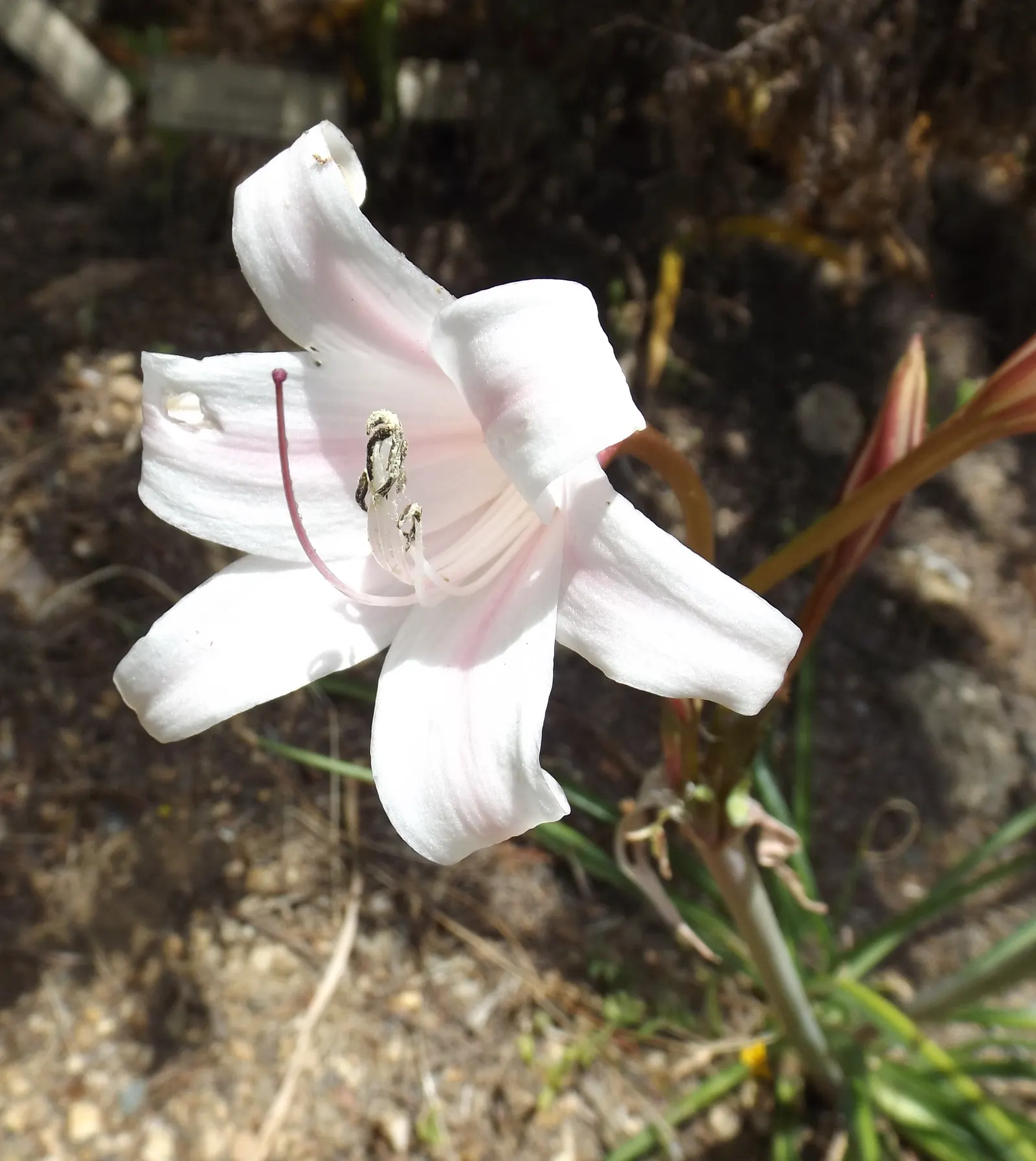 Queen Emma Lily (Crinum Splendens) — emitting a delicate fragrance that attracts pollinators and admirers alike.<br><br>For optimal growth, image 95