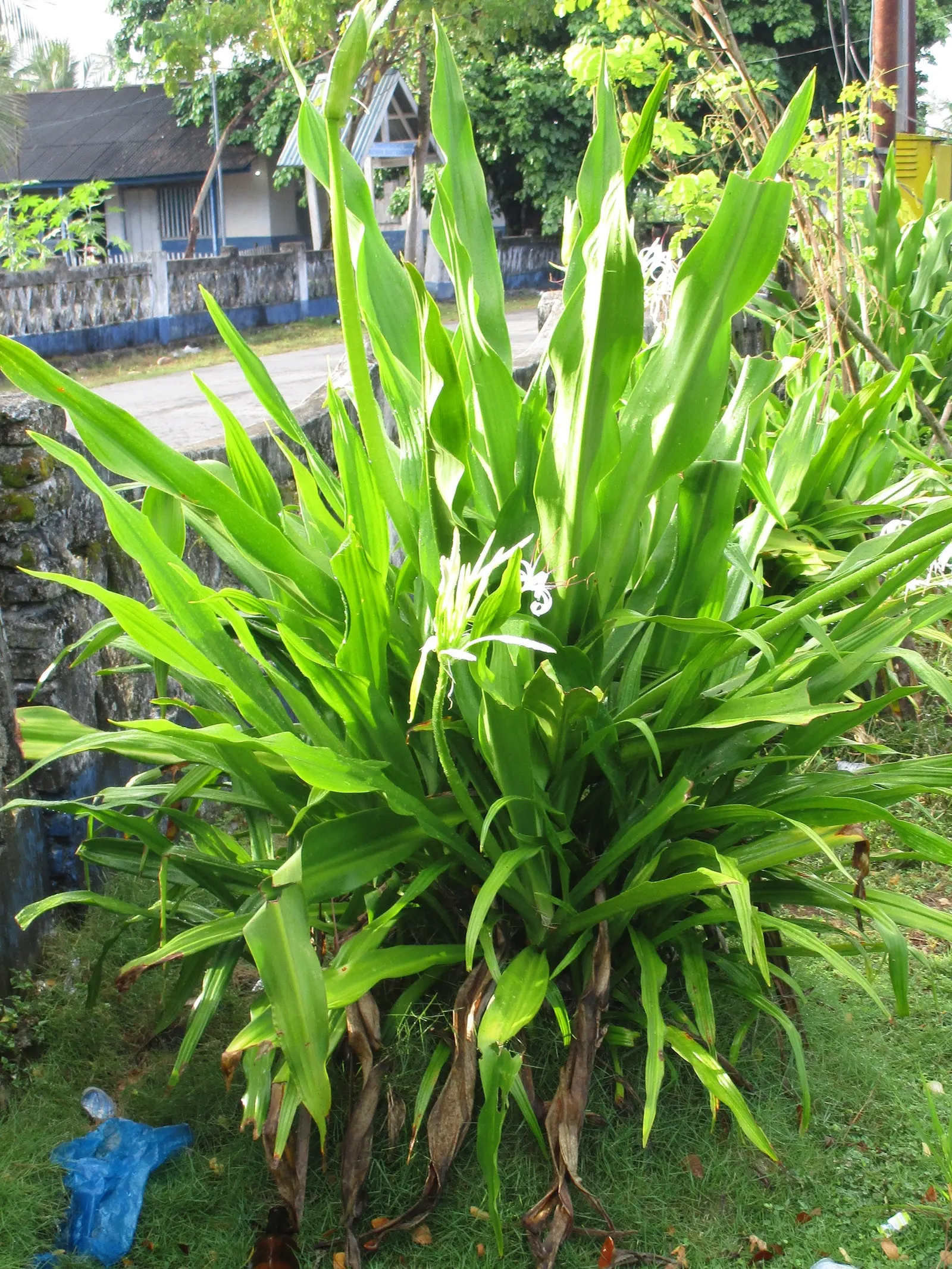 Queen Emma Lily (Crinum Splendens) — is a perennial bulbous plant notable for its extravagant floral display and tropical appeal; making it a, image 85