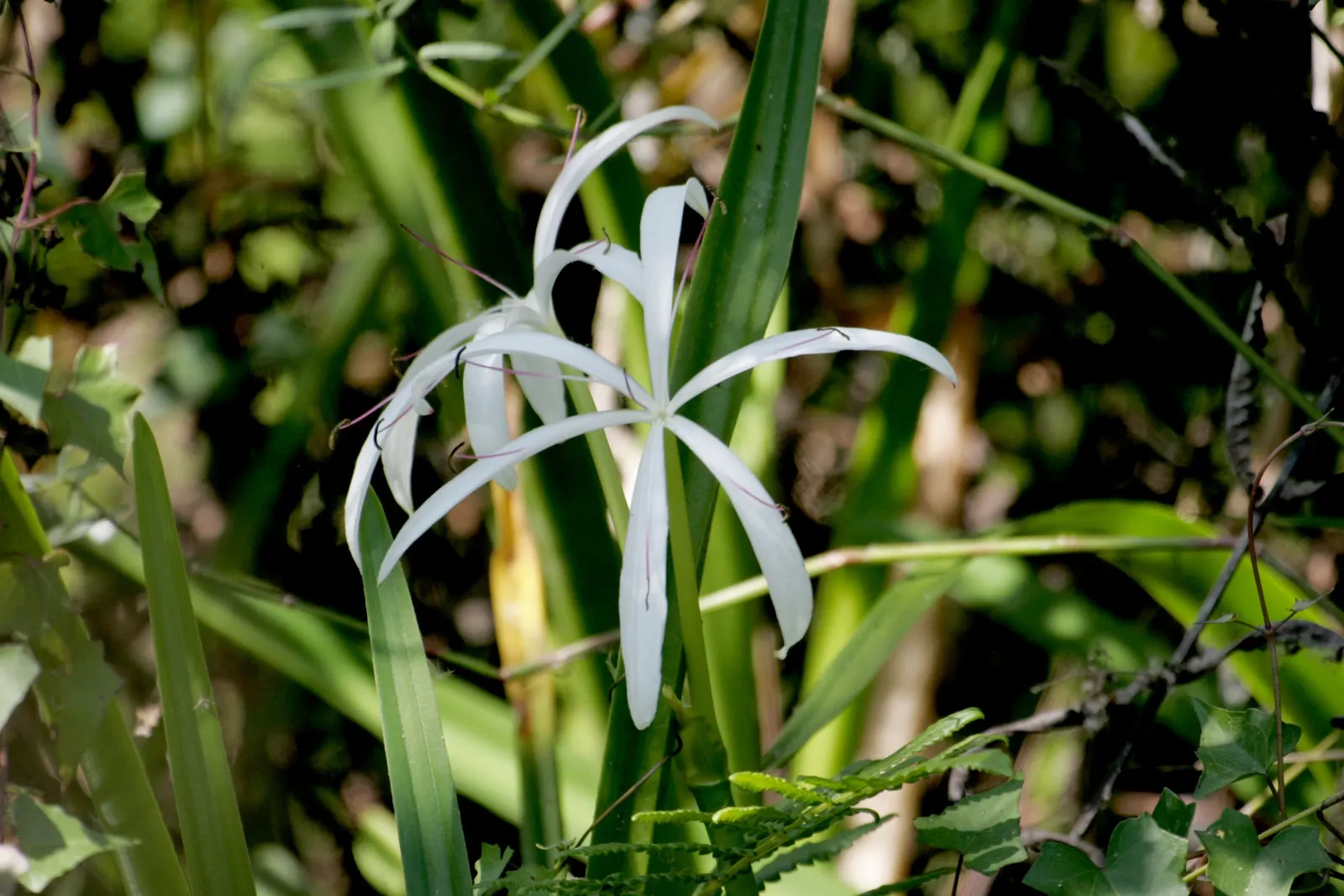 Queen Emma Lily (Crinum Splendens) — glossy green leaves of the Queen Emma Lily are a striking attribute