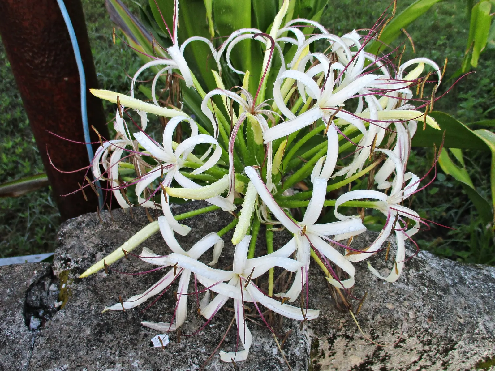Queen Emma Lily (Crinum Splendens) — bulb for full or half; and a scent that adds an extra layer of sensory enjoyment to garden spaces, image 78