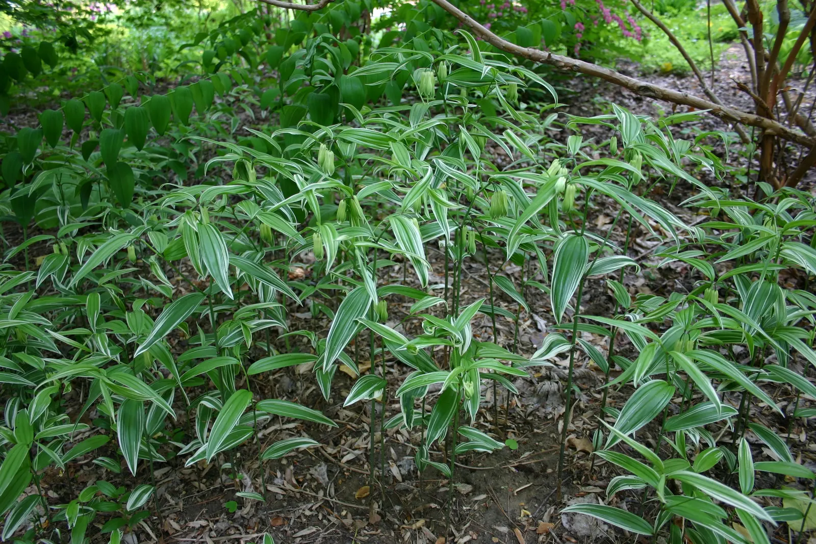 Variegated Fairy Bells (Disporum Sessile 'Variegatum') — Variegated Fairy Bells (Disporum sessile 'Variegatum') thrive in shade