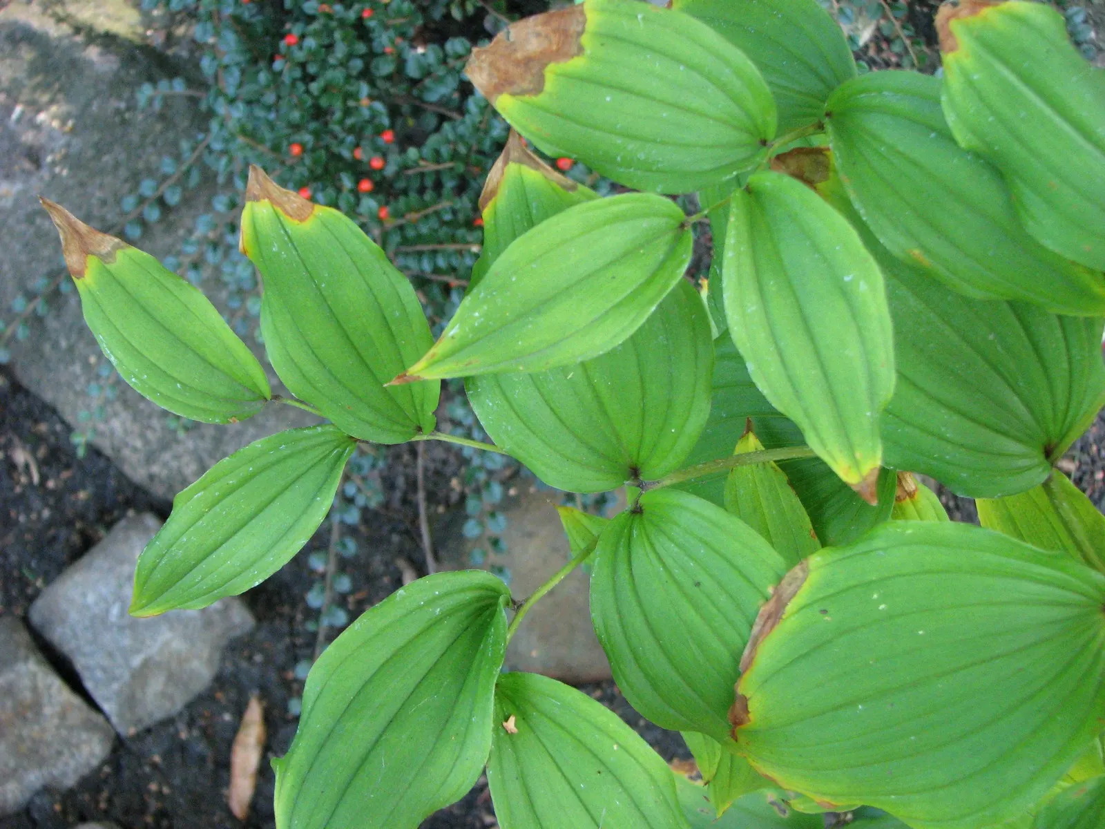 Variegated Fairy Bells (Disporum Sessile 'Variegatum') — It is capable of withstanding USDA Hardiness Zones 4 through 8