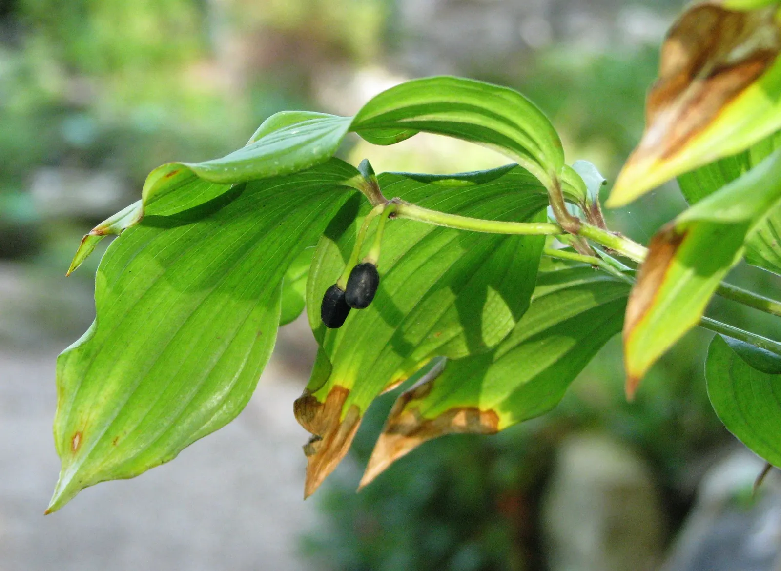 Variegated Fairy Bells (Disporum Sessile 'Variegatum') — bell-shaped flowers that dangle beneath the foliage