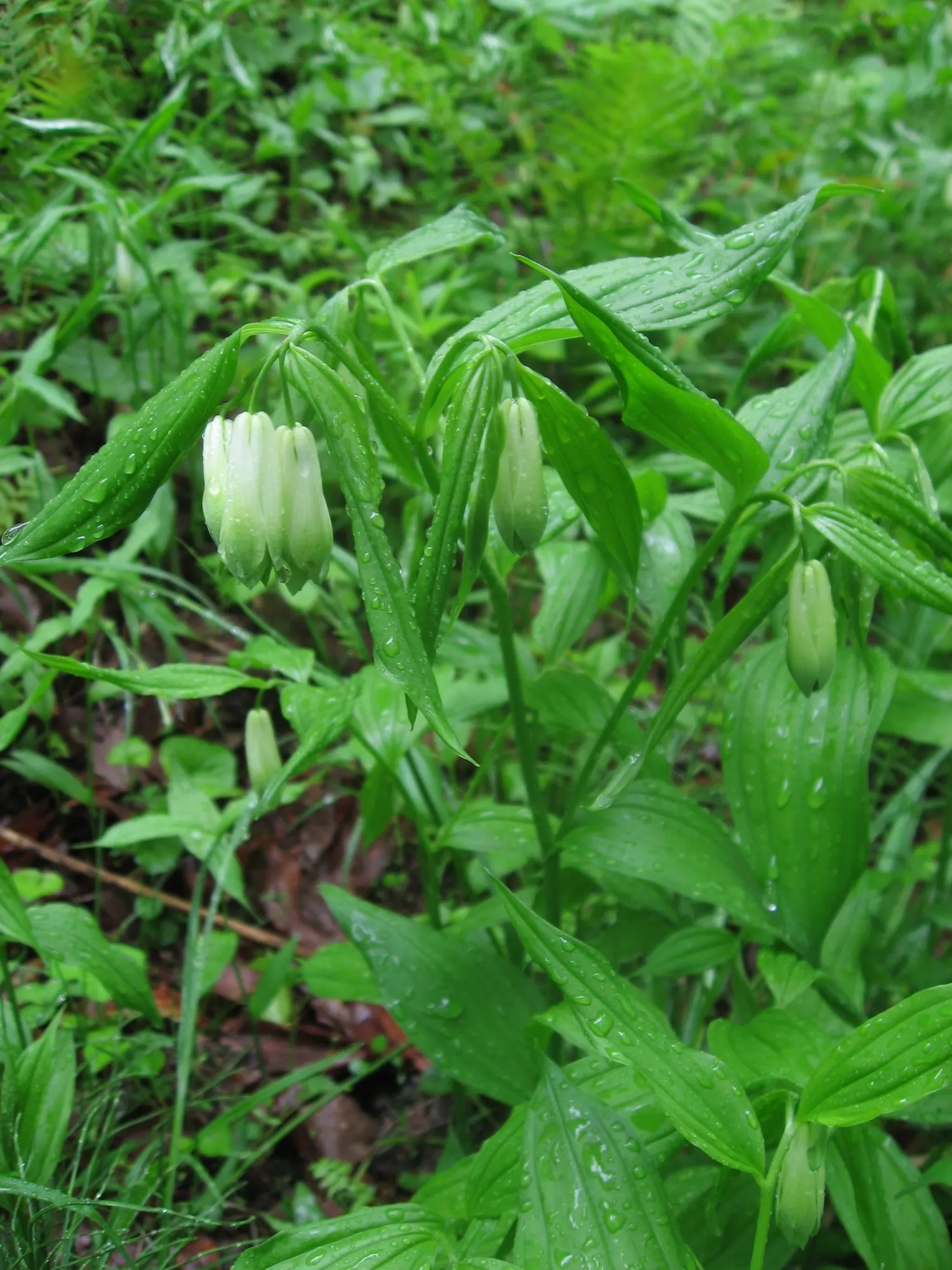 Variegated Fairy Bells (Disporum Sessile 'Variegatum') — Springtime brings small, bell-shaped white flowers, followed by black berries