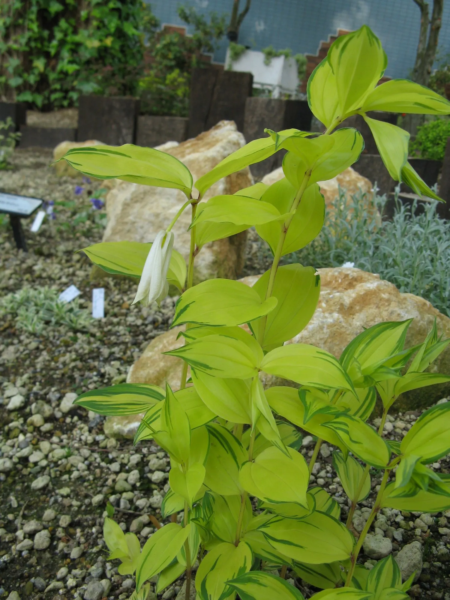 Variegated Fairy Bells (Disporum Sessile 'Variegatum') — preferring consistently moist