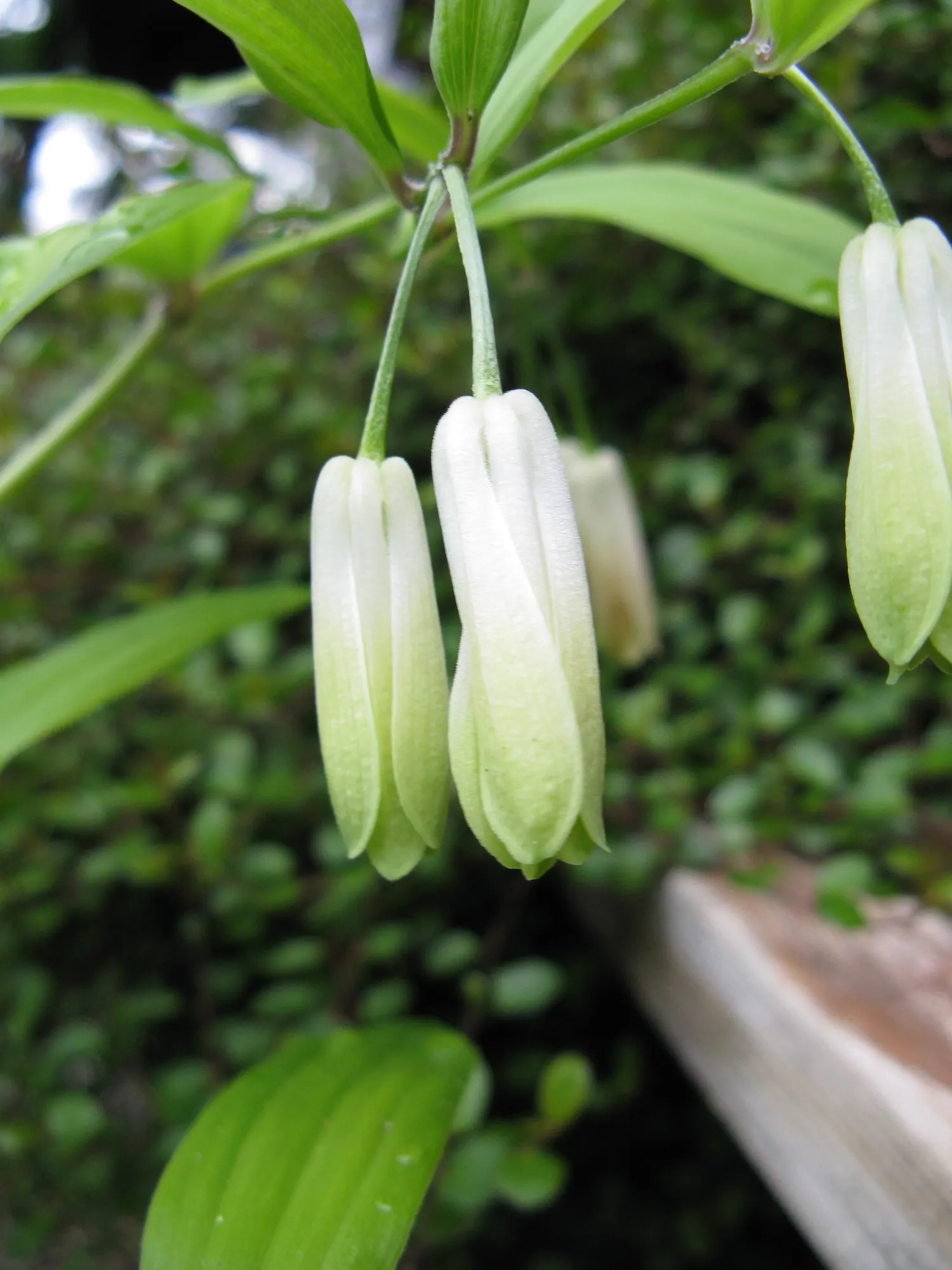 Variegated Fairy Bells (Disporum Sessile 'Variegatum') — making it a resilient choice for a variety of climates