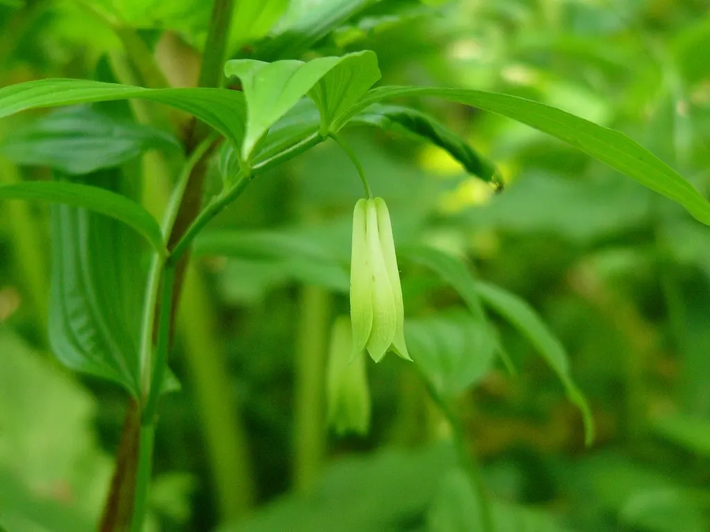 Variegated Fairy Bells (Disporum Sessile 'Variegatum') — Hardy in zones 4-8, prefers moist, well-drained soil, and requires minimal maintenance once established