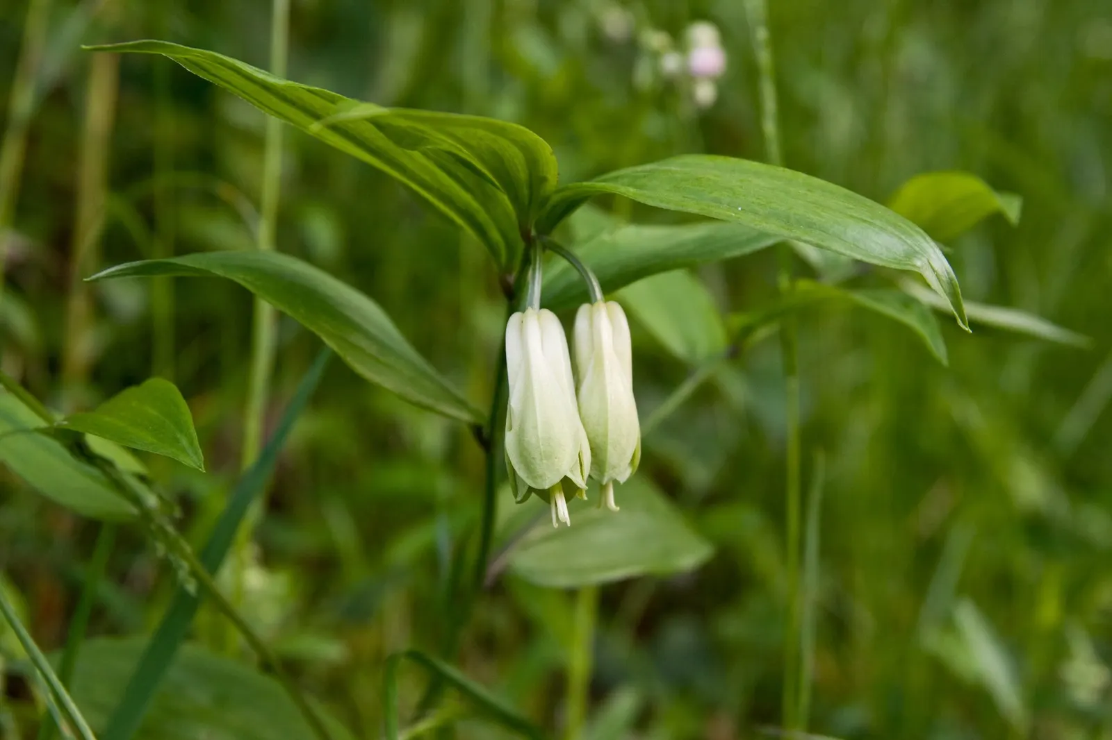 Variegated Fairy Bells (Disporum Sessile 'Variegatum') — commonly referred to as Variegated Fairy Bells