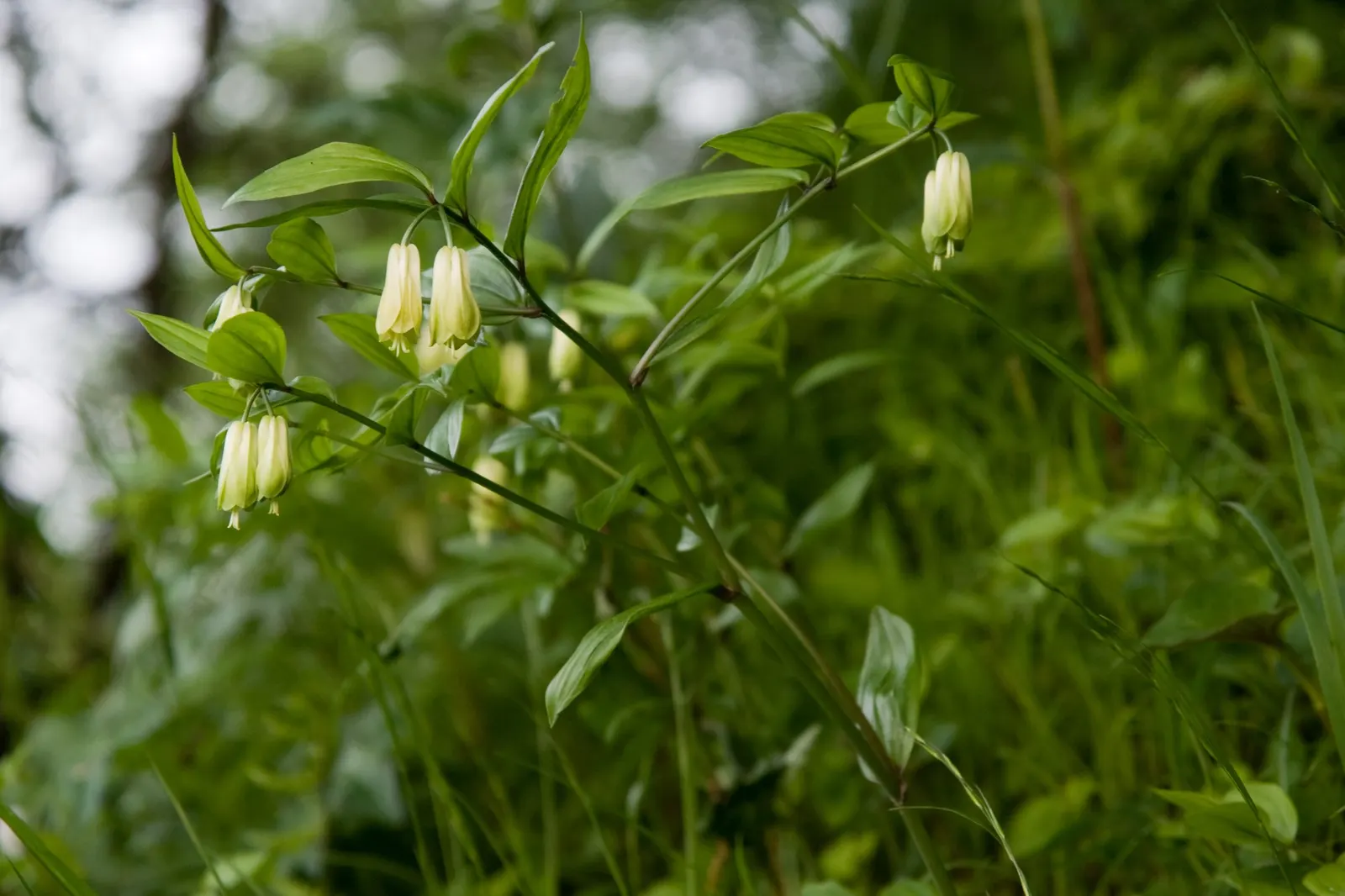 Variegated Fairy Bells (Disporum Sessile 'Variegatum') — bringing an enchanting touch of variegation to the landscape