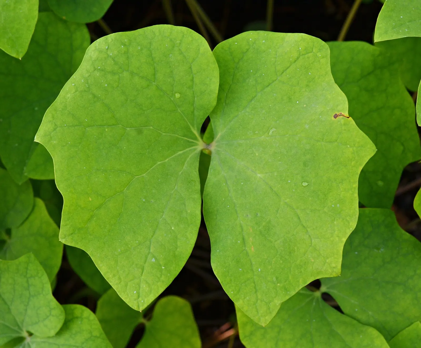 Variegated Fairy Bells (Disporum Sessile 'Variegatum') — The lance-shaped leaves are the centerpiece attraction