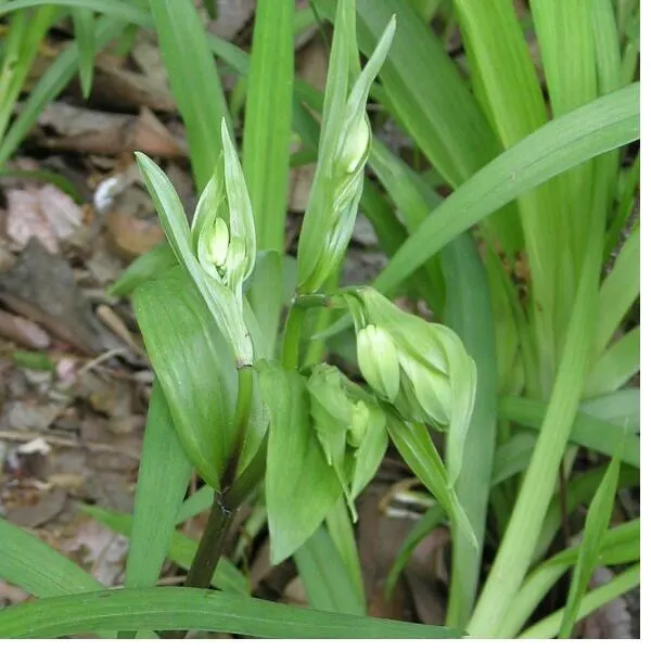 Variegated Fairy Bells (Disporum Sessile 'Variegatum') — This perennial reaches 18 to 24 inches in height and spreads about 12 inches