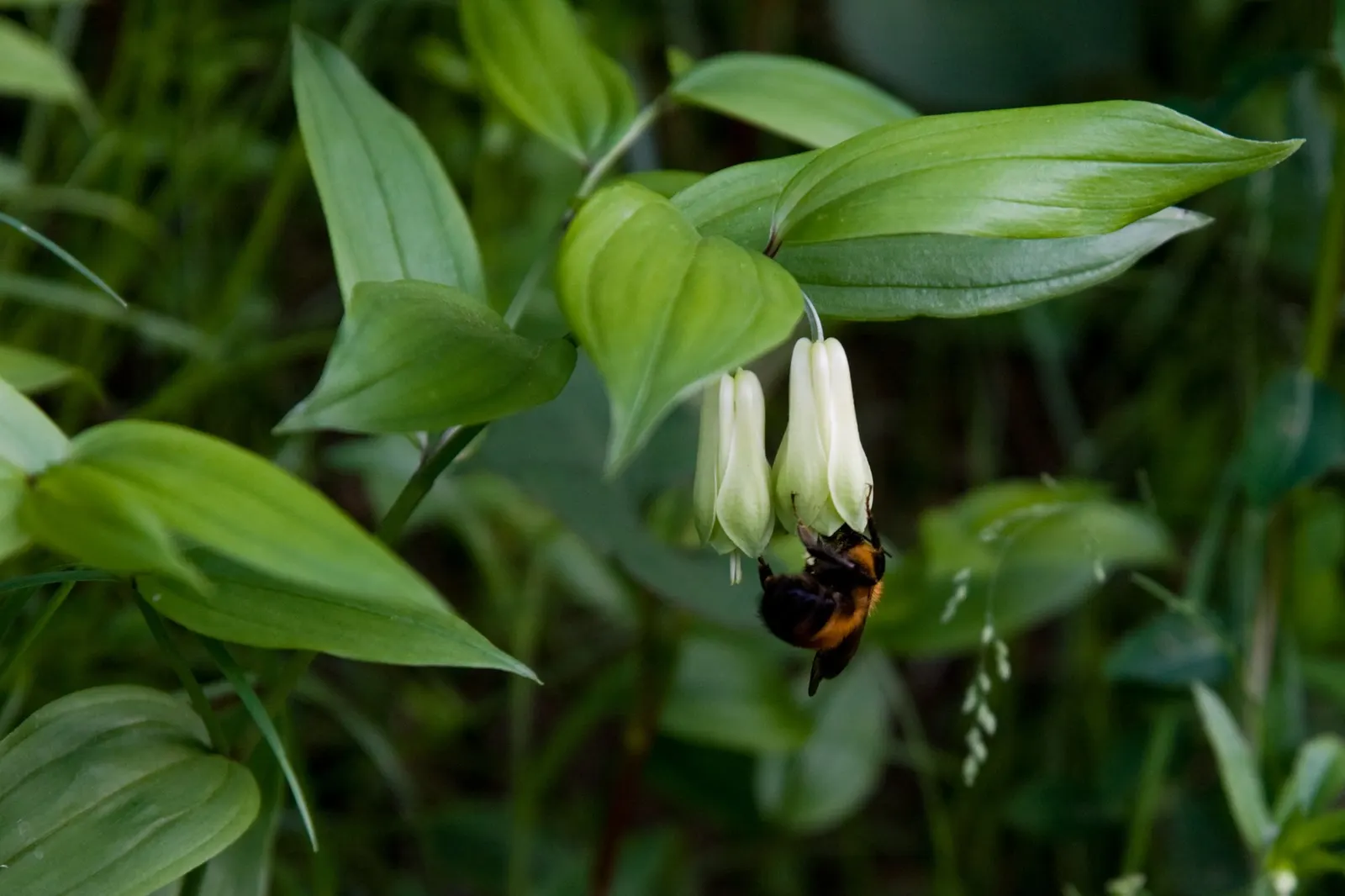 Variegated Fairy Bells (Disporum Sessile 'Variegatum') — Ideal for woodland settings, it adds texture and contrast