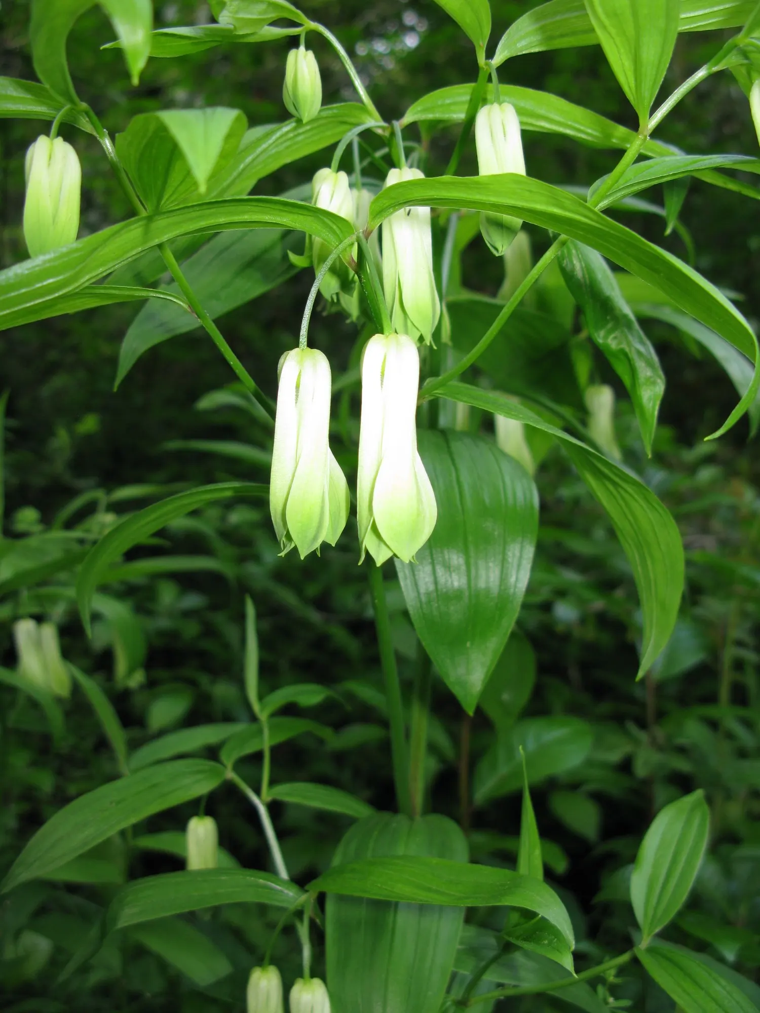 Variegated Fairy Bells (Disporum Sessile 'Variegatum') — well-draining soil rich in organic matter