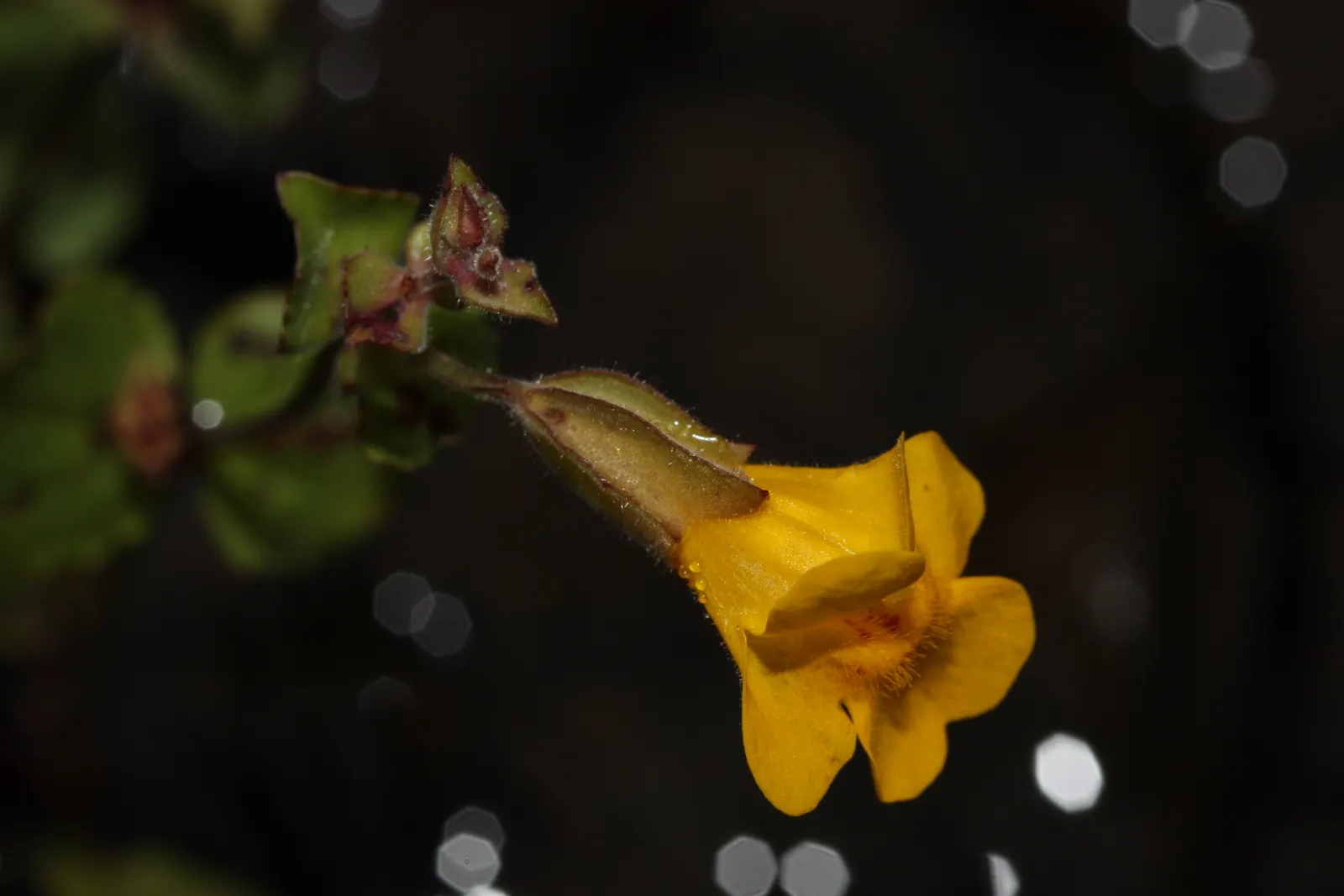 Streamside Monkey Flower (Mimulus Guttatus) — which can grow up to 1 inch across