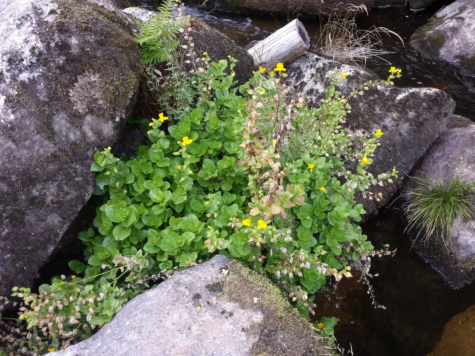 Streamside Monkey Flower (Mimulus Guttatus) — It reaches up to 2 feet in height and spreads about 2 feet wide