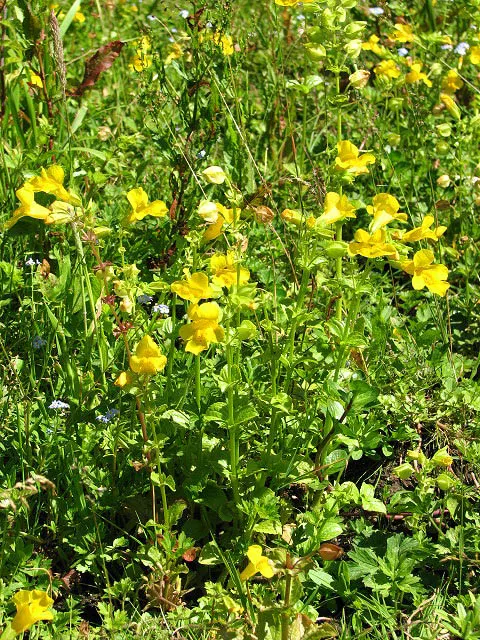 Streamside Monkey Flower (Mimulus Guttatus) — It features lance-shaped, toothed leaves that are approximately 3 to 8 inches in length