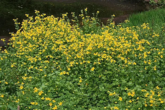 Streamside Monkey Flower (Mimulus Guttatus) — create a dazzling display when they bloom profusely from late spring to early fall.<br><br>For optimal growth