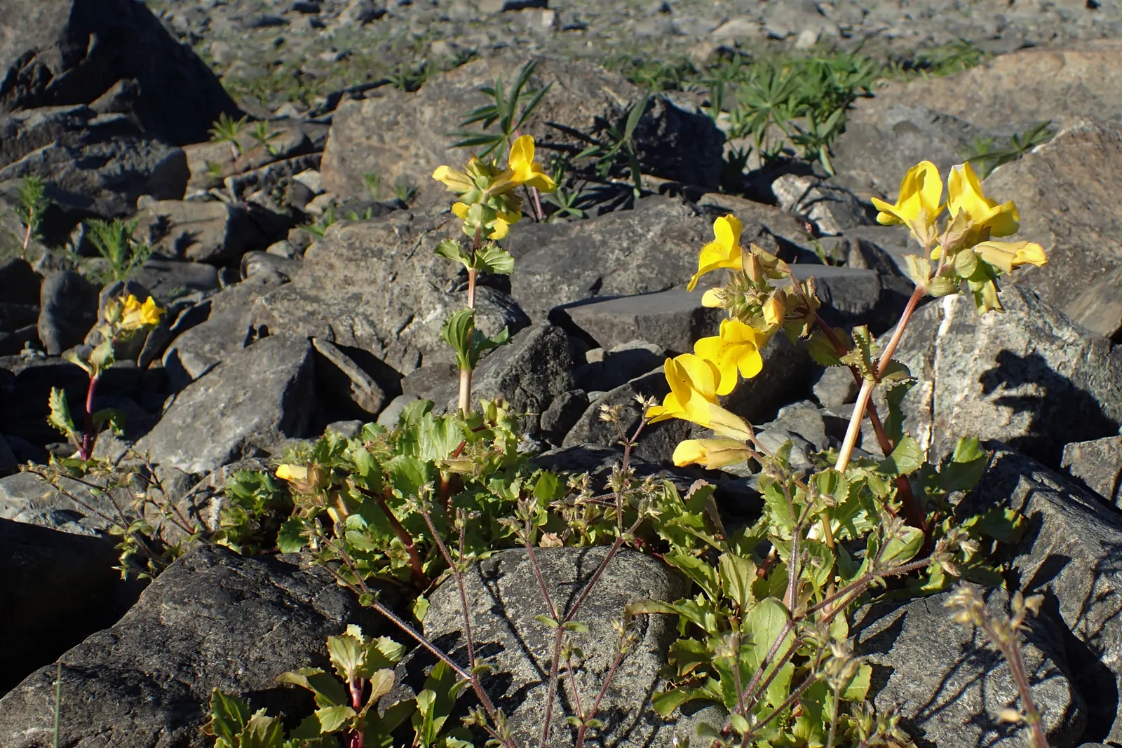 Streamside Monkey Flower (Mimulus Guttatus) — annual / ground cover / perennial / wildflower for shade