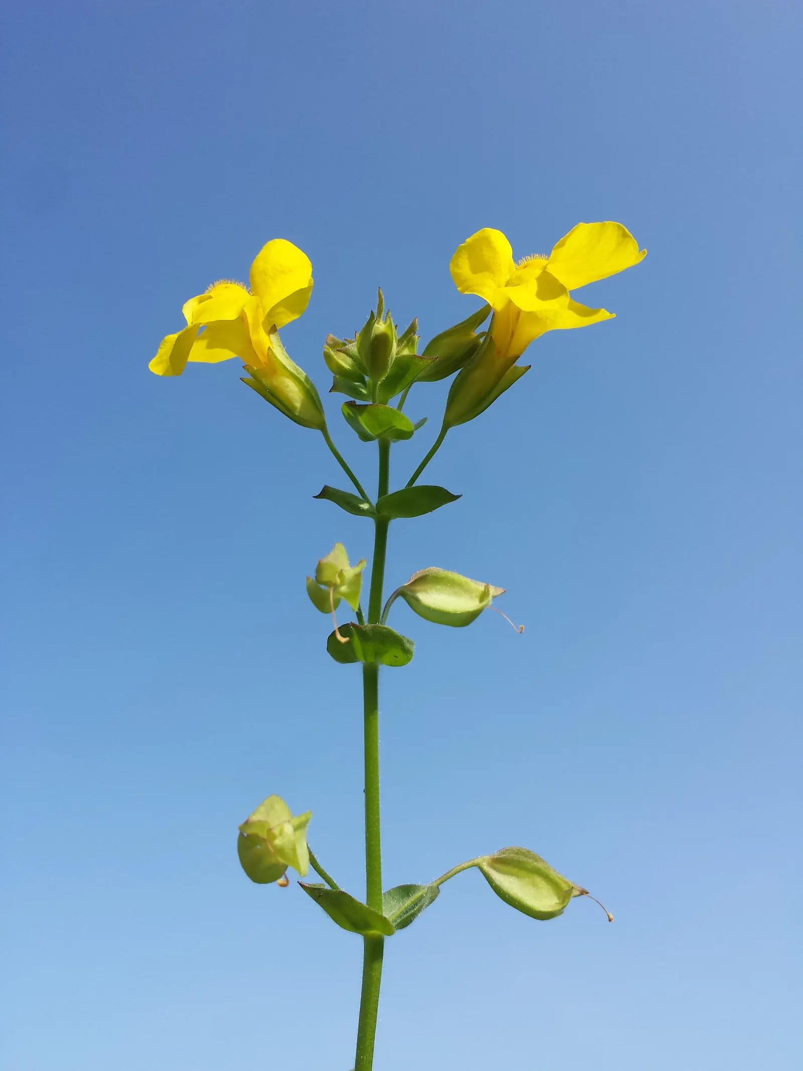 Streamside Monkey Flower (Mimulus Guttatus) — They flourish in moist to wet soil conditions
