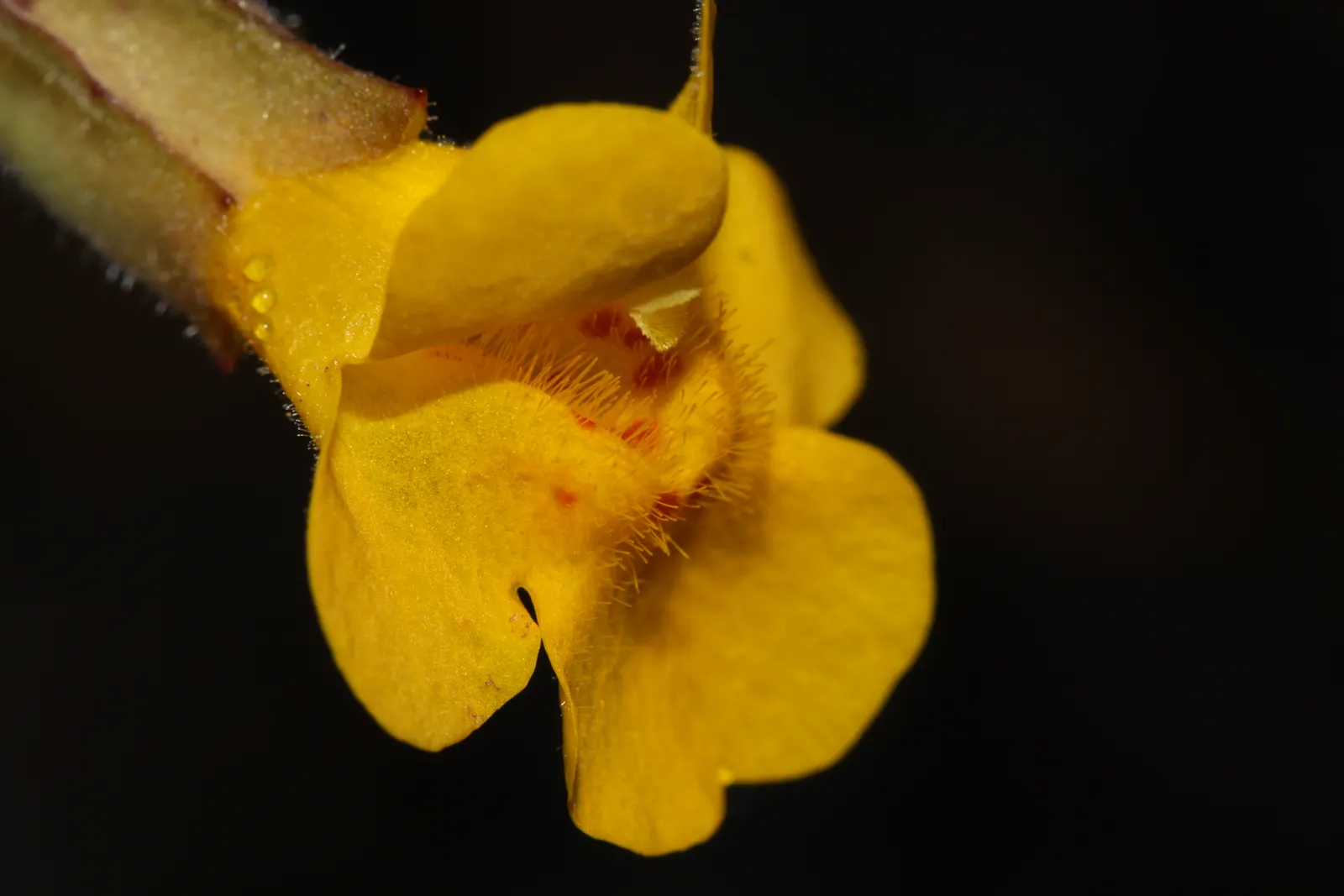 Streamside Monkey Flower (Mimulus Guttatus) — is a herbaceous perennial that is native to the streambanks and wetlands of North America