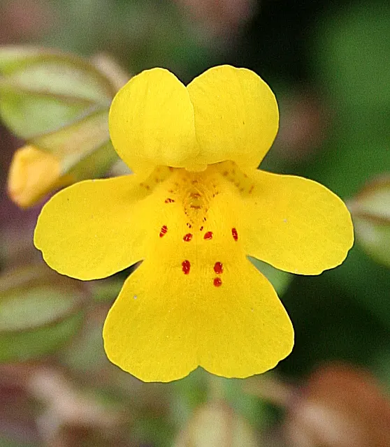 Streamside Monkey Flower (Mimulus Guttatus) — offering vibrant yellow blooms with splotched throats from late spring to fall