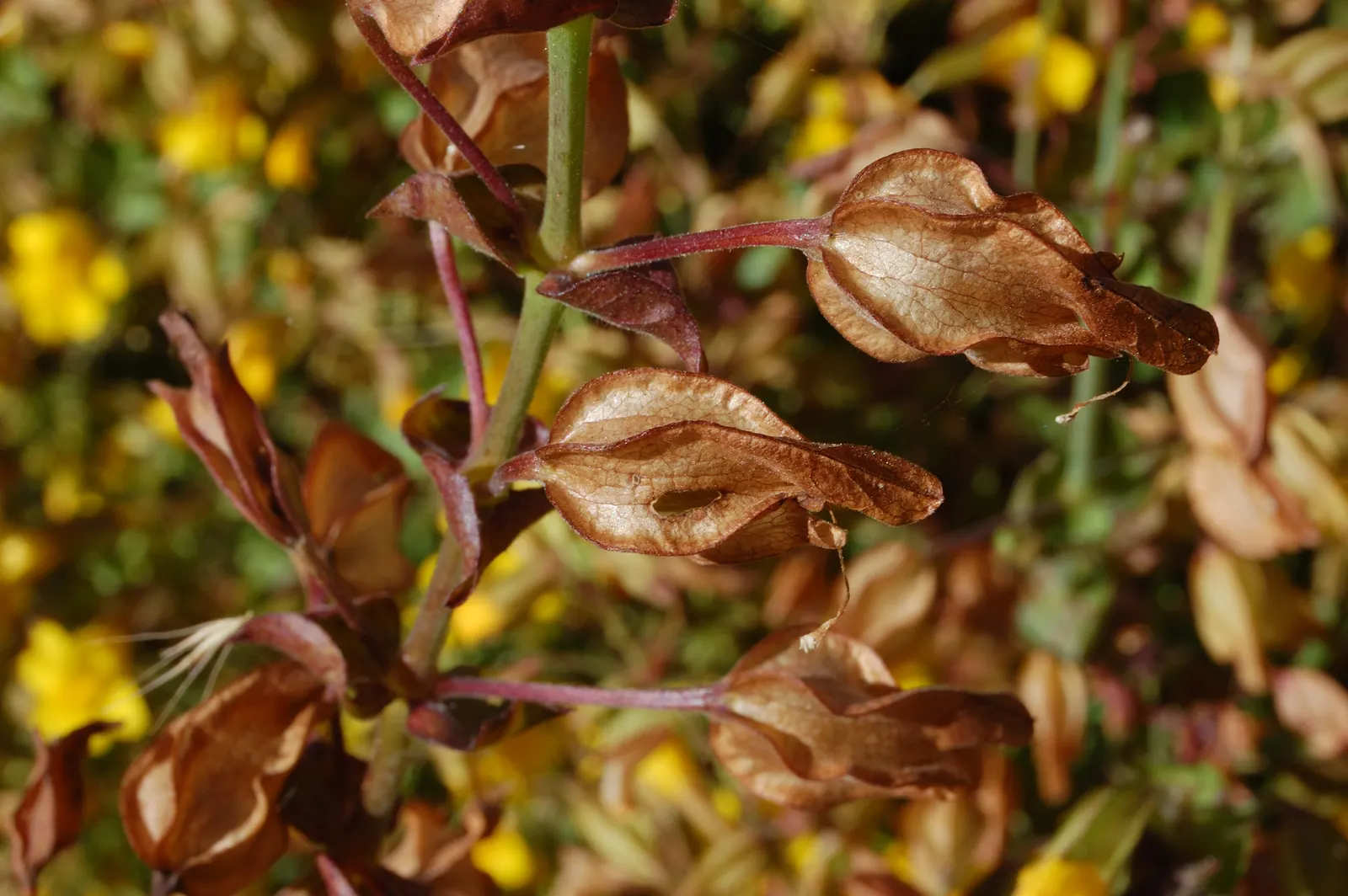 Streamside Monkey Flower (Mimulus Guttatus) — The saturated environment translates to less frequent waterings once established
