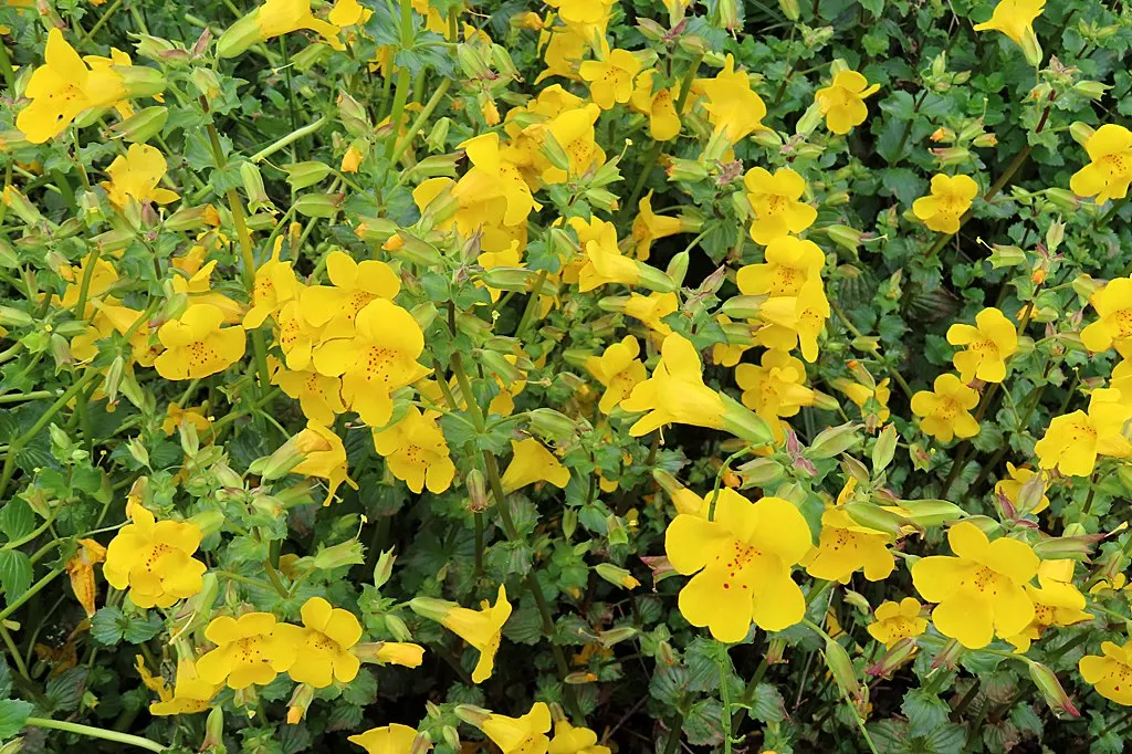 Streamside Monkey Flower (Mimulus Guttatus) — contributing to the ecological health of the garden