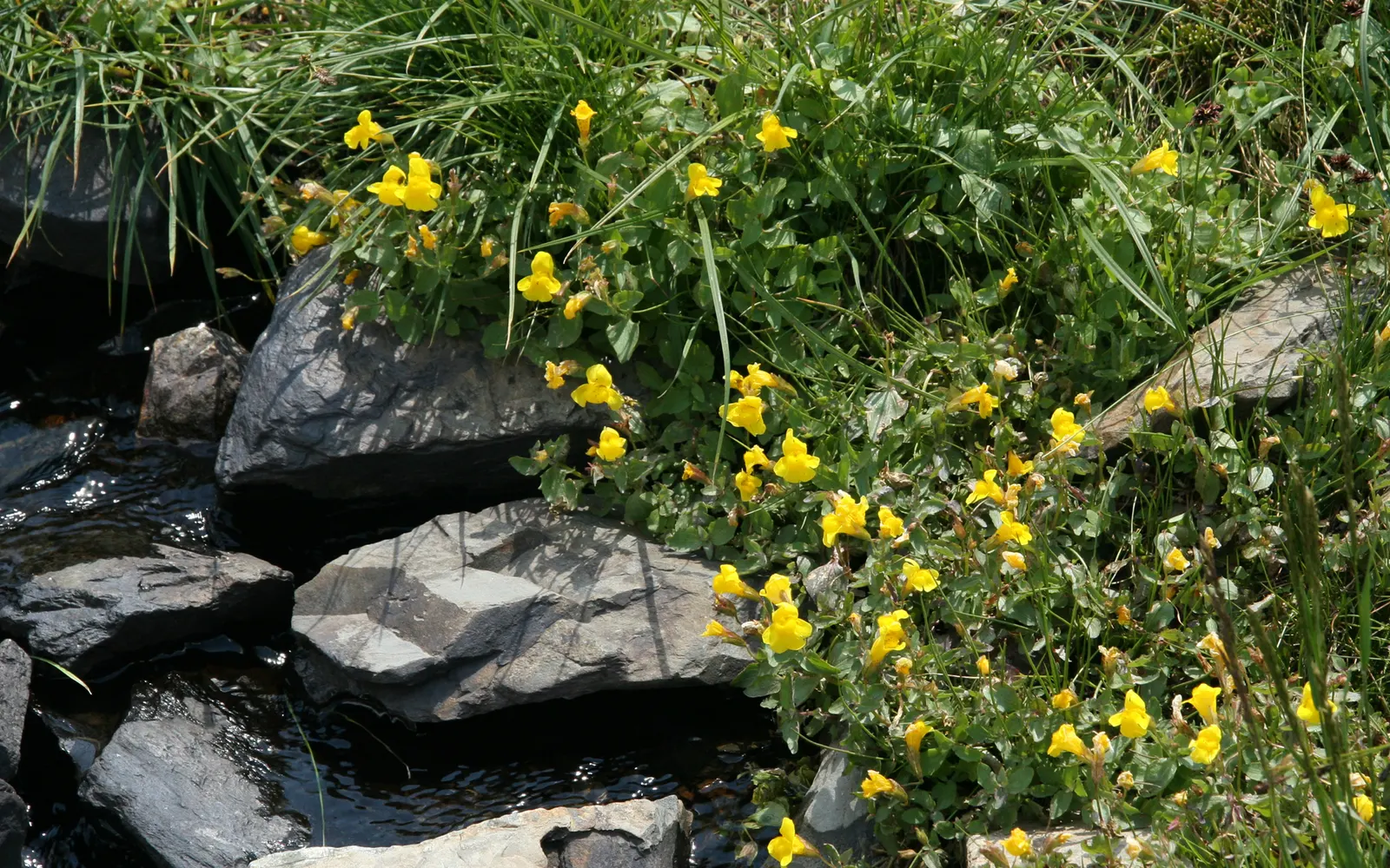 Streamside Monkey Flower (Mimulus Guttatus) — annual / ground cover / perennial / wildflower with yellow blooms