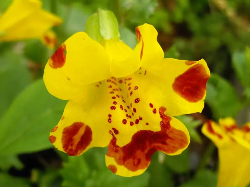 Streamside Monkey Flower (Mimulus Guttatus) — yellow blossoms that boast distinctive reddish-brown spots in the throat