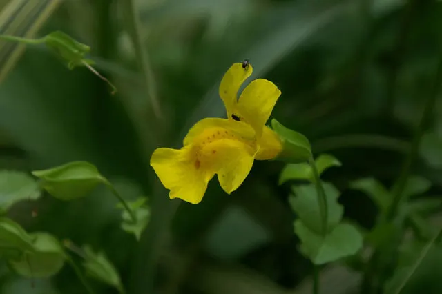Streamside Monkey Flower (Mimulus Guttatus) — Mimulus guttatus provides an excellent groundcover and attracts pollinators such as bees and hummingbirds