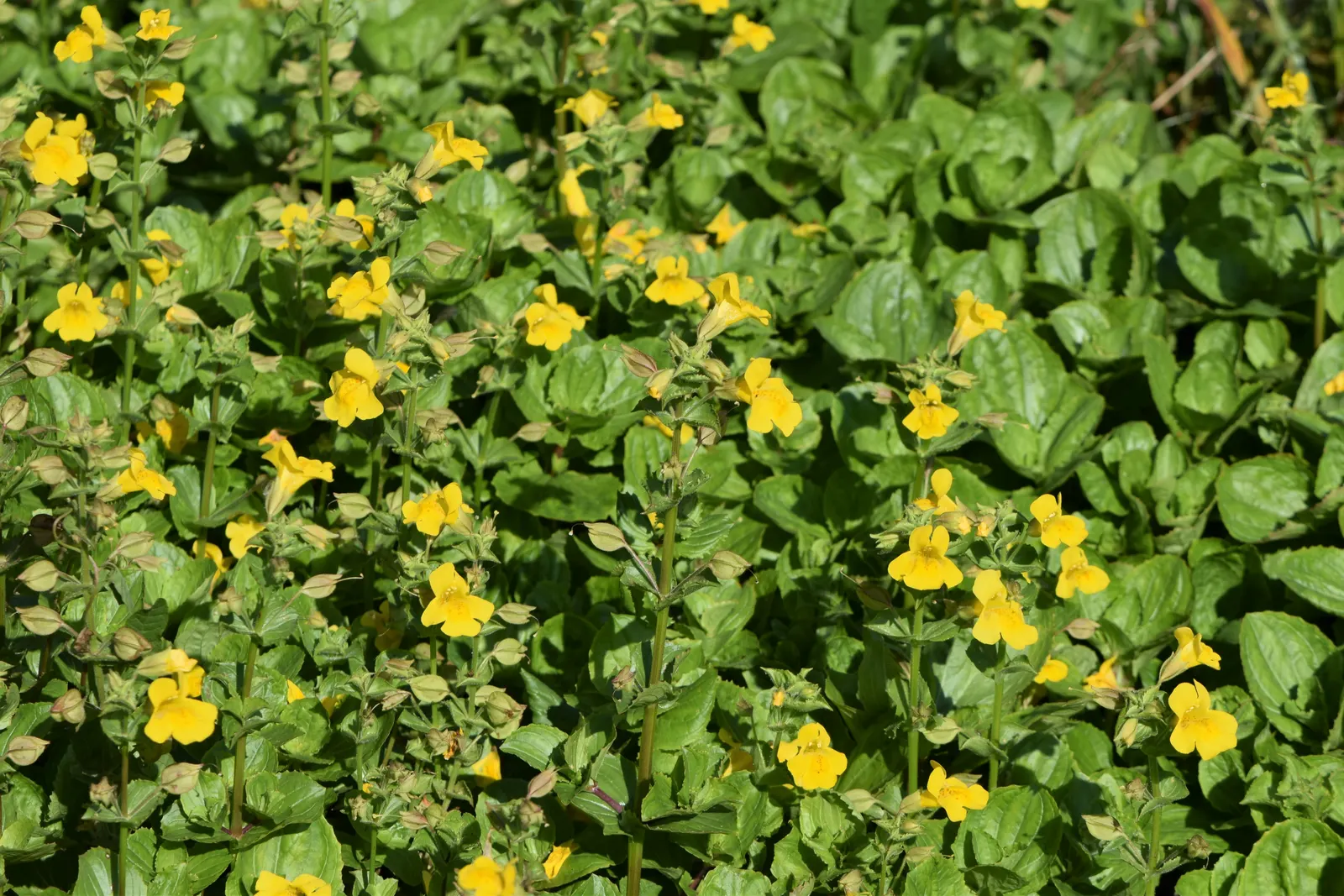 Streamside Monkey Flower (Mimulus Guttatus) — Mimulus guttatus typically reaches a modest height of 1 to 2 feet and can spread out to about the same width