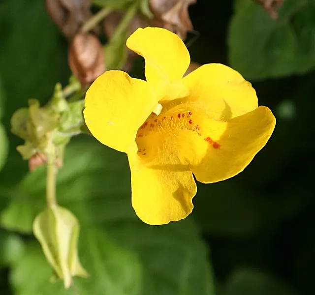 Streamside Monkey Flower (Mimulus Guttatus) — these monkey flowers require a position in full sun to partial shade