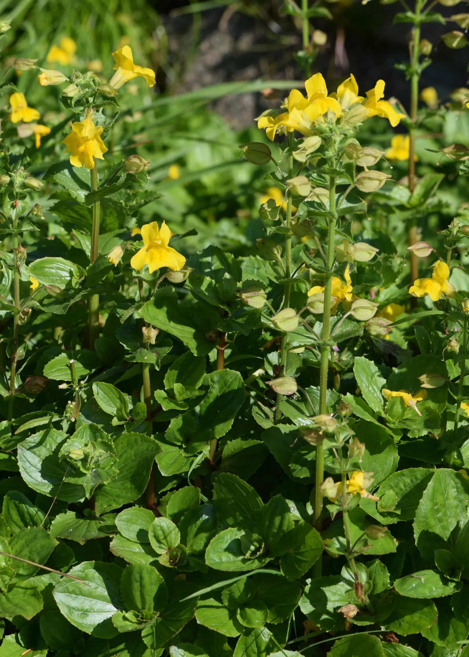 Streamside Monkey Flower (Mimulus Guttatus) — This charming plant thrives particularly well in USDA hardiness zones 3 to 9