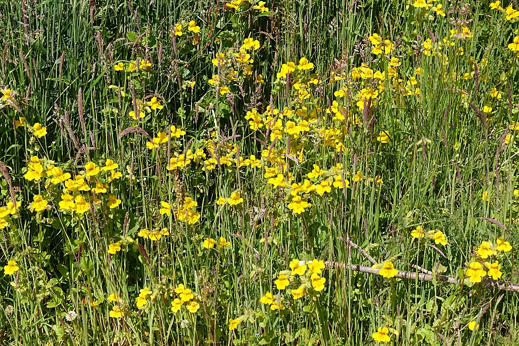 Streamside Monkey Flower (Mimulus Guttatus) — It reaches up to 2 feet in height and spreads about 2 feet wide; which can grow up to 1 inch across
