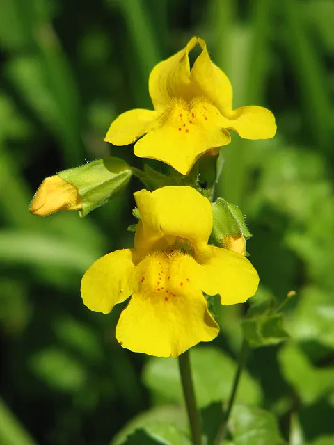 Streamside Monkey Flower (Mimulus Guttatus) — as they prefer consistent moisture.<br><br>In the landscape