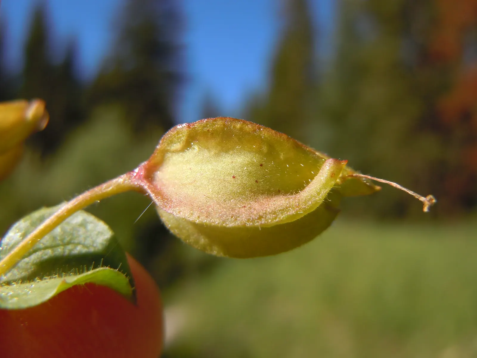 Streamside Monkey Flower (Mimulus Guttatus) — also known by its scientific name Mimulus guttatus