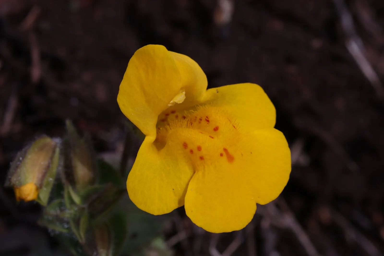 Streamside Monkey Flower (Mimulus Guttatus) — pinch back the tips of the stems during the growing season