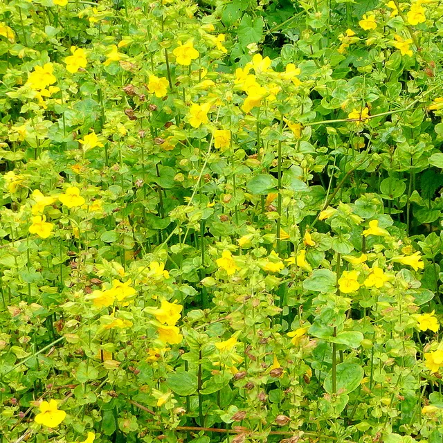 Streamside Monkey Flower (Mimulus Guttatus) — making them perfect candidates for waterside plantings or bog gardens
