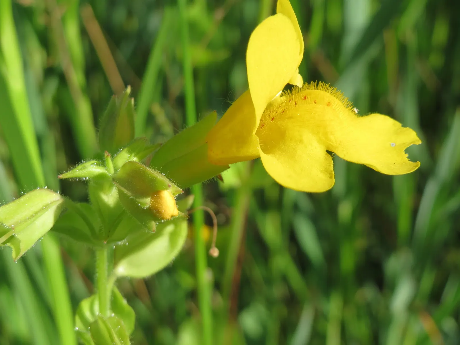 Streamside Monkey Flower (Mimulus Guttatus) — To ensure a fuller appearance and to encourage more blooms