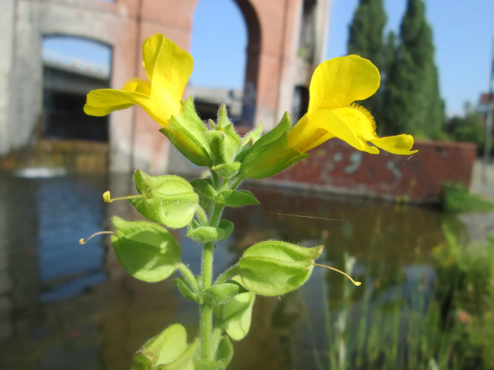 Streamside Monkey Flower (Mimulus Guttatus) — yellow flowers in the garden